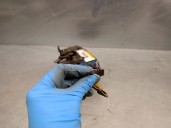 Recambio de cerradura capot para bmw 5 touring (f11) 520 d referencia OEM IAM 7207579 51237206453 