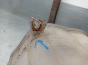 Recambio de deposito expansion para citroën jumper ii furgoneta 2.2 hdi 110 referencia OEM IAM 1323CY 1323CY 