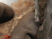 Recambio de mangueta delantera izquierda para volvo s40 i (644) 1.9 di referencia OEM IAM 30620578 30620578 