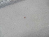 Recambio de bandeja trasera para renault megane i scenic (ja0) 1.9dti alize referencia OEM IAM 7701416156 