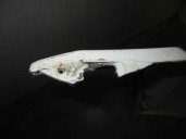 Recambio de paragolpes delantero para ford fiesta (dx) 1.8 diesel cat referencia OEM IAM BLANCO 