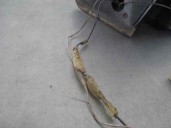 Recambio de retrovisor derecho para seat leon (1m1) 1.9 tdi referencia OEM IAM  3 PINES 5 PUERTAS