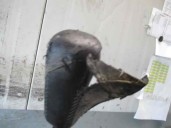 Recambio de palanca cambio para toyota carina (t19) 2.0 td gl (4-ptas.) referencia OEM IAM   