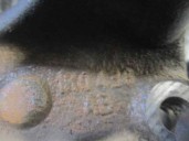 Recambio de mangueta trasera derecha para seat leon (1p1) 1.2 tsi referencia OEM IAM 1K0436 10FJG 