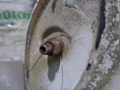 Recambio de aleron trasero para hyundai accent (x3) 1.5 12v cat referencia OEM IAM   