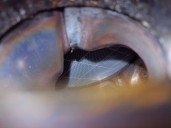 Recambio de catalizador para kia sorento iii (um) 2.2 crdi referencia OEM IAM C02F030 289B02F030 17B07H