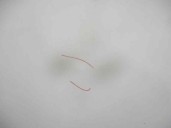 Recambio de capot para skoda octavia berlina (1u2) 1.9 tdi referencia OEM IAM 1U0823031D BLANCO 