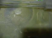 Recambio de deposito expansion para renault master desde ´98 2.5 diesel referencia OEM IAM 7700838740E  