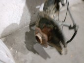 Recambio de puente trasero para nissan qashqai ii (j11, j11_) 1.5 dci referencia OEM IAM 555014EA0A 555014EA0A 