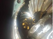 Recambio de puente trasero para nissan cabstar e referencia OEM IAM TAMBOR 5 AGUJEROS BURRA 18 - 4.37