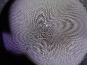 Recambio de catalizador para alfa romeo giulia (952) 2.2 jtdm cat referencia OEM IAM 50547362 50552729 CESTA 18