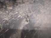 Recambio de puntera paragolpes trasera derecha para ford transit custom kombi 2.2 tdci cat referencia OEM IAM BK2117926AA 