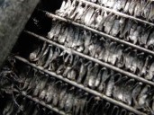 Recambio de radiador agua para nissan note (e11e) 1.4 cat referencia OEM IAM 21400BC00B 