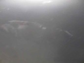 Recambio de capot para tata indigo marina 1.4 referencia OEM IAM   GRIS