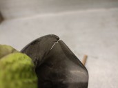 Recambio de claxon para audi a2 (8z0) 1.4 referencia OEM IAM 8Z0951221B  