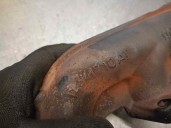 Recambio de colector escape para bmw serie 5 touring (e61) 2.0 turbodiesel cat referencia OEM IAM 779738903 14341710AT SIMONI