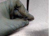 Recambio de aleron trasero para mg streetwise 1.4 referencia OEM IAM DFD000010  