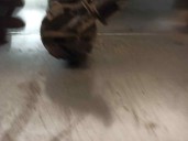 Recambio de compresor aire acondicionado para bmw serie 5 berlina (e39) 528i referencia OEM IAM 8385919 4472009791 DENSO