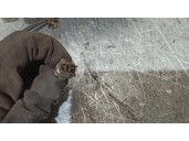 Recambio de mangueta delantera derecha para suzuki swift berlina (mz) 1.3 ddis diesel cat referencia OEM IAM 3005050852  