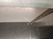 Recambio de aleron trasero para lexus rx (_u3_) 400h awd (mhu38_) referencia OEM IAM 7608548041 7608548041 