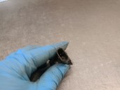 Recambio de sensor de aparcamiento para audi a6 allroad c7 (4gh, 4gj) 3.0 tdi quattro referencia OEM IAM 1S0919275C 