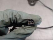 Recambio de enganche cinturon para porsche cayenne (92a) 4.2 s diesel referencia OEM IAM 7P0857755YLZ 95880300201 