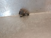 Recambio de sensor de aparcamiento para opel insignia a (g09) 2.0 cdti (68) referencia OEM IAM 13330722  