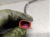 Recambio de sonda lambda para seat ibiza iv (6j5, 6p1) 1.6 tdi referencia OEM IAM 03L906088FG  