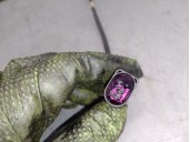 Recambio de sonda lambda para seat ibiza iv (6j5, 6p1) 1.6 tdi referencia OEM IAM 03L906088BK 