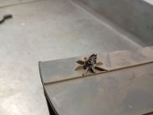 Recambio de guantera para santana 300/350 1.6 hdi 4x4 referencia OEM IAM 9HX 9HX 