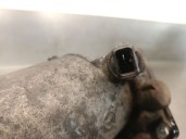 Recambio de soporte filtro aceite para land rover range rover (lp) 2.5 turbodiesel referencia OEM IAM STC2174 STC2174 