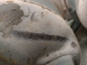 Recambio de filtro de particulas para seat leon (5f1) 1.6 tdi referencia OEM IAM 04L131733D 04L131670CX 