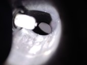 Recambio de catalizador para bmw serie 5 berlina (e39) 2.2 24v cat referencia OEM IAM 7516731 18407518680 18407518664 BOYSEN