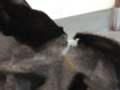 Recambio de paso rueda delantero derecho para audi q3 (8ub, 8ug) 2.0 tdi referencia OEM IAM 8U0853888 8U0821172E 