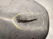 Recambio de cubrecarter para ssangyong rodius i 2.7 xdi 4wd referencia OEM IAM 4081021001 4081021001 