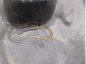 Recambio de cubrecarter para mercedes-benz clase c (w204) c 320 cdi familiar referencia OEM IAM A2046100208 A2046101508 