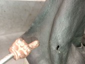 Recambio de palanca cambio para toyota corolla (e15) 2.0 turbodiesel cat referencia OEM IAM 3353012A60 3353012A60 