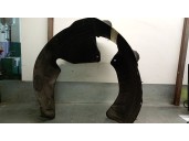 Recambio de paso rueda trasero derecho para hyundai ioniq 5 (ne) (bev) referencia OEM IAM 86821GI000 86821GI000 