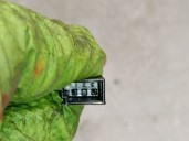 Recambio de parasol izquierdo para volvo xc60 2.0 diesel cat referencia OEM IAM 39856091 39856091 