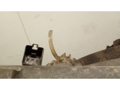 Recambio de electroventilador para peugeot boxer caja/chasis 2.2 hdi 100 referencia OEM IAM 8002578 1250H9 