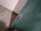 Recambio de capot para mercedes-benz heckflosse (w111, w112) 220 b (111.010) referencia OEM IAM 