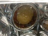 Recambio de faro derecho para volkswagen golf iv (1j1) 1.9 tdi referencia OEM IAM 1J1941018F 1J1941018F 