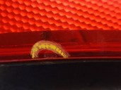 Recambio de piloto trasero derecho para audi a4 b6 avant (8e5) 1.9 tdi referencia OEM IAM 8E9945096 8E9945096A 